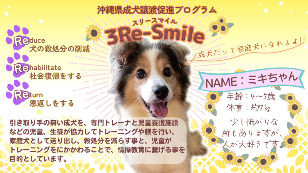 令和6年度成犬譲渡促進事業第2弾ミキちゃん