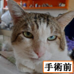 Thumbnail of new posts 125