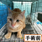 Thumbnail of new posts 056