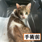 Thumbnail of new posts 152