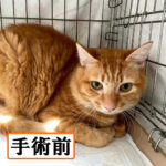 Thumbnail of new posts 023