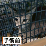 Thumbnail of new posts 060
