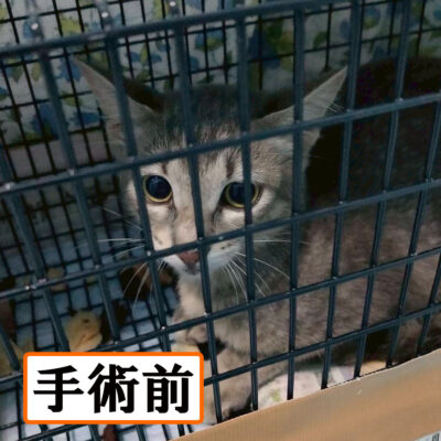 Thumbnail of post image 155