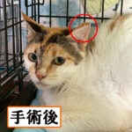 Thumbnail of new posts 070