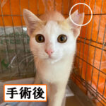 Thumbnail of related posts 093