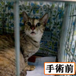 Thumbnail of new posts 023