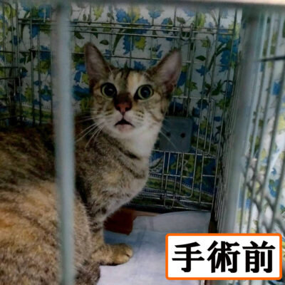 Thumbnail of post image 038