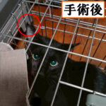 Thumbnail of new posts 032