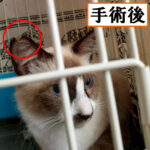 Thumbnail of new posts 045