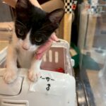 Thumbnail of new posts 095