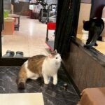 Thumbnail of new posts 185