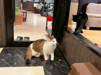 Thumbnail of post image 070