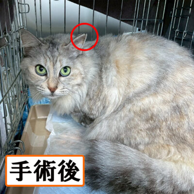 Thumbnail of post image 122