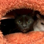 Thumbnail of new posts 023