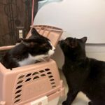 Thumbnail of new posts 007