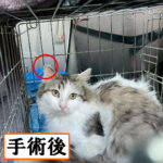 Thumbnail of new posts 041