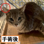 Thumbnail of new posts 170