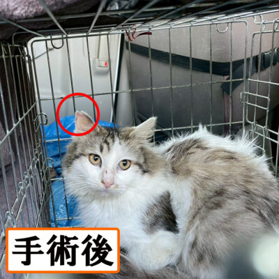 Thumbnail of post image 104