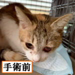 Thumbnail of new posts 120