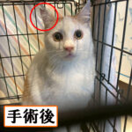 Thumbnail of new posts 020