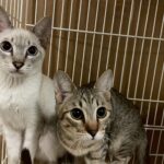 Thumbnail of new posts 012