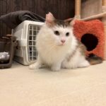 Thumbnail of new posts 117